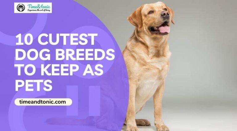 10 Cutest Dog Breeds To Keep As Pets